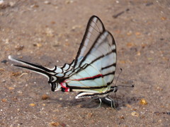 Protographium epidaus