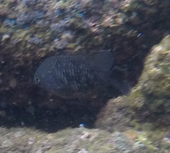 Plectroglyphidodon marginatus