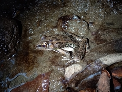Lithobates forreri