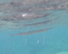 Platybelone argalus
