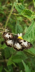 Chiomara asychis autander