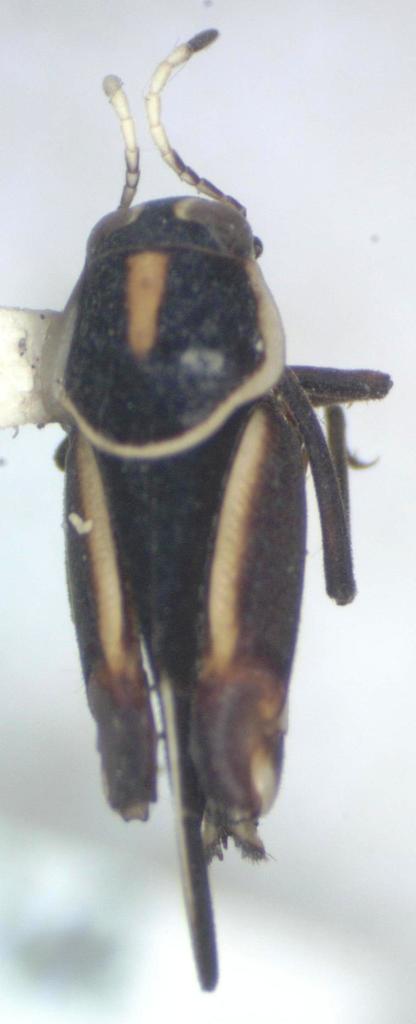 Ripipteryx mexicana