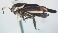Ripipteryx mexicana