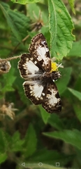 Chiomara asychis autander