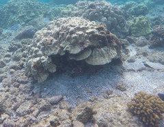 Porites lobata