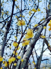 Chimonanthus
