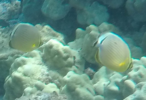 Chaetodon lunulatus
