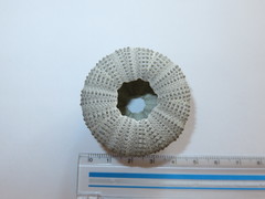 Temnopleurus toreumaticus