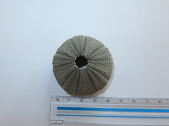 Temnopleurus toreumaticus