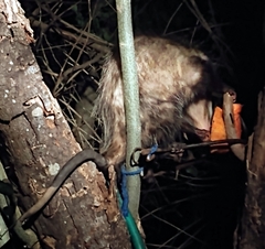 Didelphis virginiana