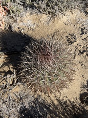 Ferocactus fordii