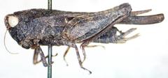 Tettigidea lateralis lateralis