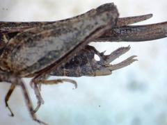 Tettigidea lateralis lateralis