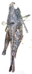Tettigidea lateralis lateralis