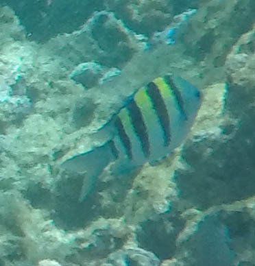 Abudefduf vaigiensis