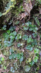 Elatostema parvum