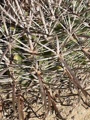 Ferocactus fordii