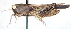 Tettigidea lateralis