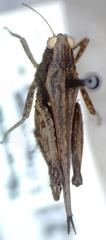 Tettigidea lateralis