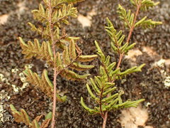 Cheilanthes distans