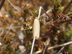Clepsis leucaniana