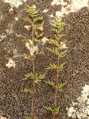Cheilanthes distans