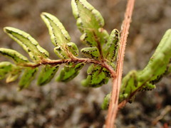 Cheilanthes distans