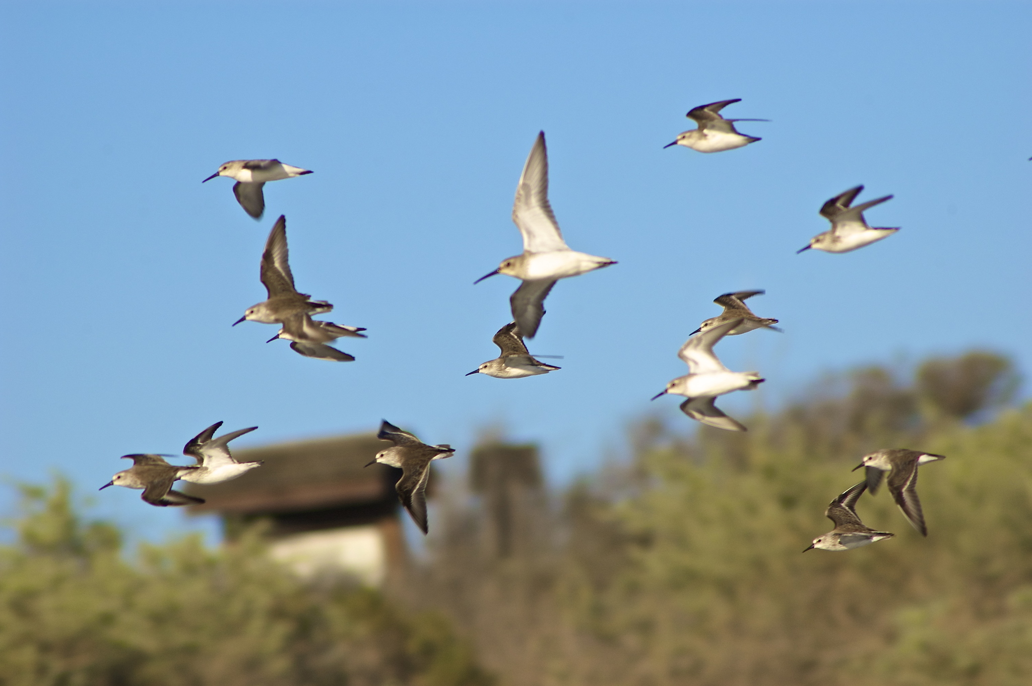 Western Sandpiper