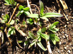 Gypsophila oldhamiana