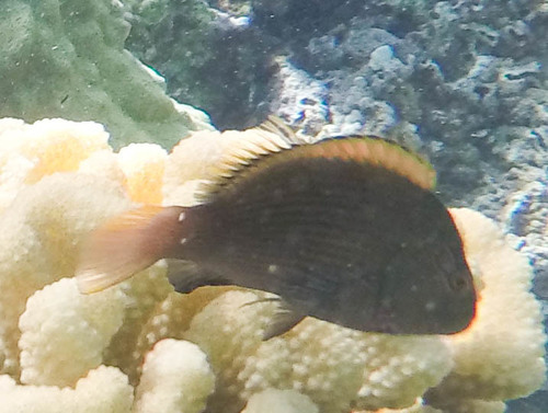 Paracirrhites arcatus