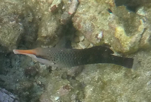 Gomphosus varius