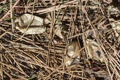 Astragalus douglasii