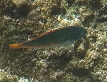 Stethojulis balteata