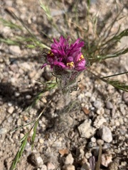 Castilleja exserta exserta