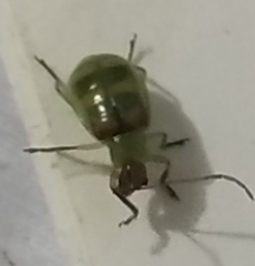 Diabrotica balteata