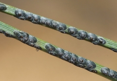 Dynaspidiotus californicus