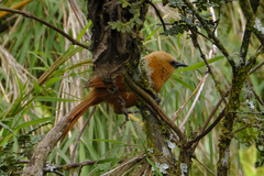 Cinnycerthia unirufa