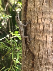 Anolis conspersus