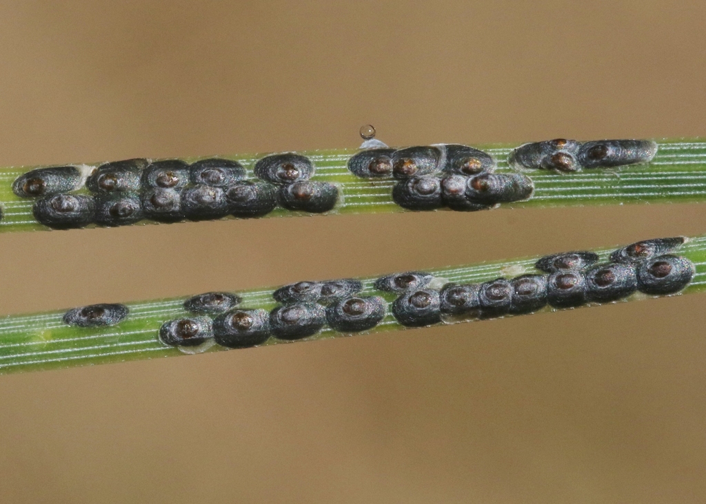 black pine scale
