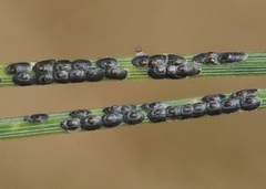 Dynaspidiotus californicus