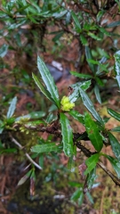 Berberis brevisepala