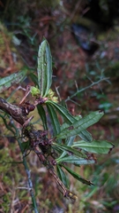 Berberis brevisepala