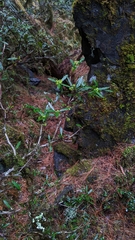 Berberis brevisepala