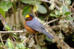 Catamblyrhynchus diadema