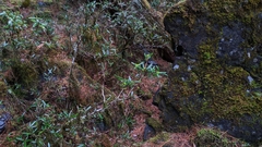 Berberis brevisepala