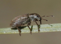 Pachyrhinus californicus