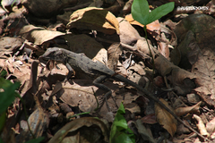 Sceloporus utiformis
