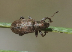 Pachyrhinus californicus