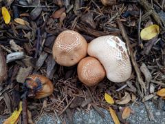 Agaricus subrufescens