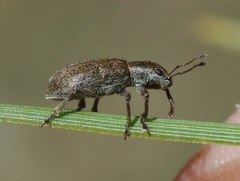 Pachyrhinus californicus
